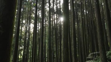 Yaz ormanı patikalarında yürü, güneş ışığı yemyeşil sularda.