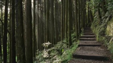 Yaz ormanı patikalarında yürü, güneş ışığı yemyeşil sularda.