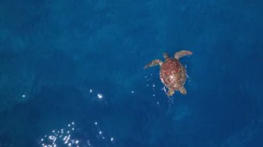 Tayvan 'ın Liuqiu adasındaki yüzen yeşil deniz kaplumbağasının hava manzarası..
