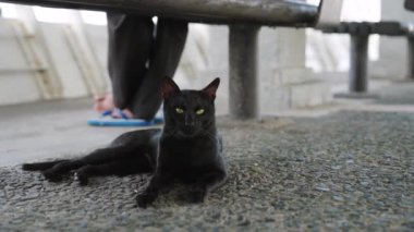 Kara bir kedi yerde yatıyor. Sokaktaki kediler.