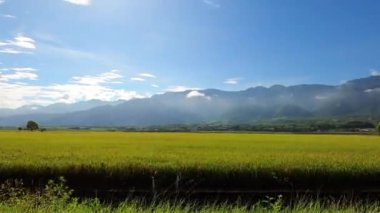 Pirinç tarlalarından geçen yol.