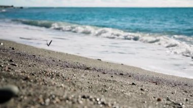 Kelebek yaz kumsalında dinlenir.