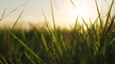 Sabah güneşi yeşil çimlerin üzerinde