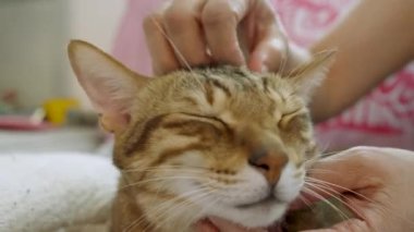 Kadın evde sevimli kediyi okşuyor.