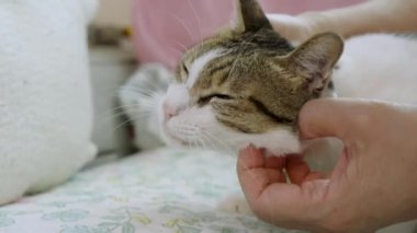 Kadın evde sevimli kediyi okşuyor.