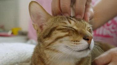 Kadın evde sevimli kediyi okşuyor.