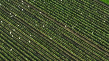 Çiftlik arazisindeki kuşların havadan görünüşü