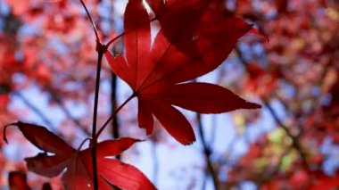 Beautiful scenics of  Taiwanese maple leaves in nature park 