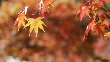 Kırmızı ve turuncu akçaağaç yaprakları