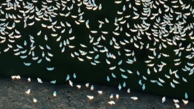 Tayvan 'daki ördek çiftliğinin havadan görünüşü