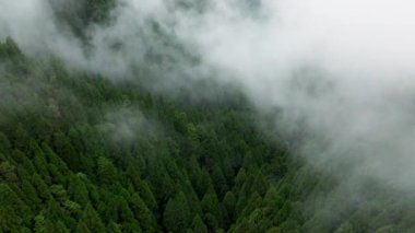 Sedir ağaçlı güzel yağmur ormanı 