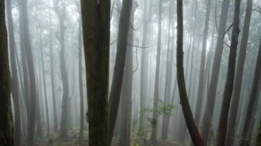 Sedir ağaçlı güzel yağmur ormanı 