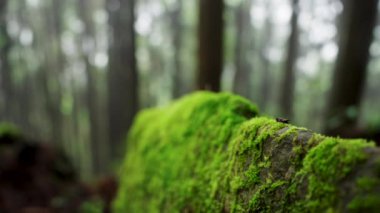 Bulanık orman arka planında yeşil yosunlarla kaplı bir taş..