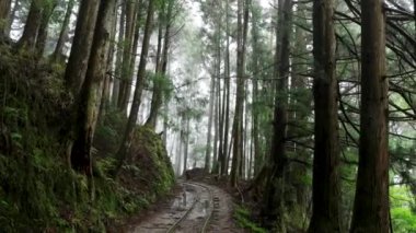 Sisli bir ormanda sisli bir yol. Alishan Dağı, Tayvan 'daki Tefuye Tarihi Yolu..