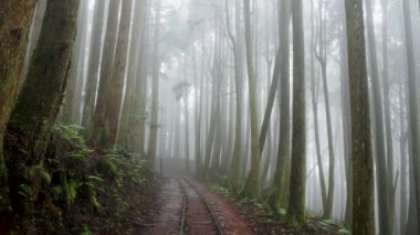 Sisli bir ormanda sisli bir yol. Alishan Dağı, Tayvan 'daki Tefuye Tarihi Yolu..