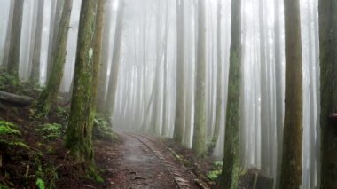 Sisli bir ormanda sisli bir yol. Alishan Dağı, Tayvan 'daki Tefuye Tarihi Yolu..