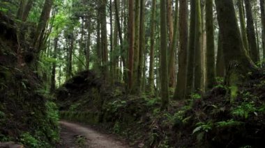 Sisli bir ormanda sisli bir yol. Alishan Dağı, Tayvan 'daki Tefuye Tarihi Yolu..