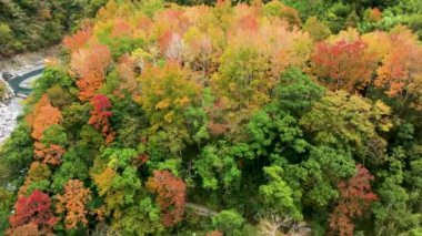 Tayvan 'da sonbahar manzarası, Hsinchu, Jianshi Xiuluan Maple Ormanı