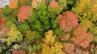 Tayvan 'da sonbahar manzarası, Hsinchu, Jianshi Xiuluan Maple Ormanı