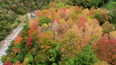Tayvan 'da sonbahar manzarası, Hsinchu, Jianshi Xiuluan Maple Ormanı