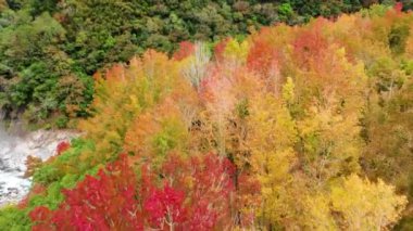 Tayvan 'da sonbahar manzarası, Hsinchu, Jianshi Xiuluan Maple Ormanı