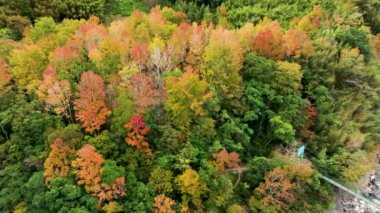 Tayvan 'da sonbahar manzarası, Hsinchu, Jianshi Xiuluan Maple Ormanı