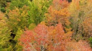 Tayvan 'da sonbahar manzarası, Hsinchu, Jianshi Xiuluan Maple Ormanı
