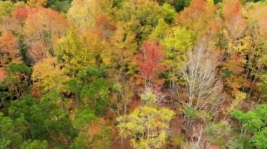 Tayvan 'da sonbahar manzarası, Hsinchu, Jianshi Xiuluan Maple Ormanı