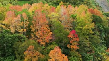 Tayvan 'da sonbahar manzarası, Hsinchu, Jianshi Xiuluan Maple Ormanı