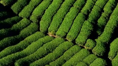 Çay tarlalarının havadan görünüşü