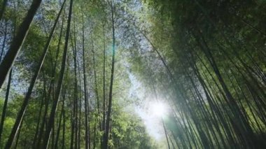 Tayvan 'da güneş ışığı alan yeşil bambu ormanı