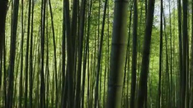 Tayvan 'da güneş ışığı alan yeşil bambu ormanı