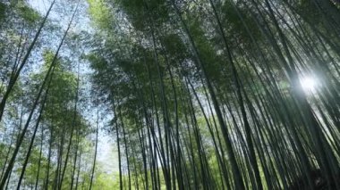 Tayvan 'da güneş ışığı alan yeşil bambu ormanı