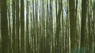 Tayvan 'da güneş ışığı alan yeşil bambu ormanı