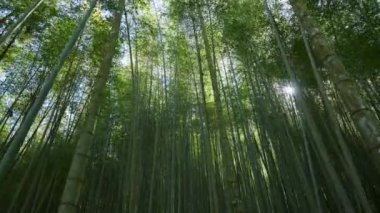 Tayvan 'da güneş ışığı alan yeşil bambu ormanı