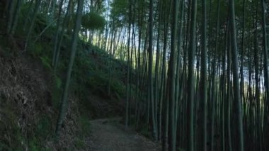 Bambu ormanında yürüyorum. Eski günlük kaydı izi, Tayvan.