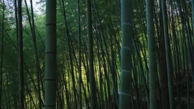 Bambu ormanında yürüyorum. Eski günlük kaydı izi, Tayvan.