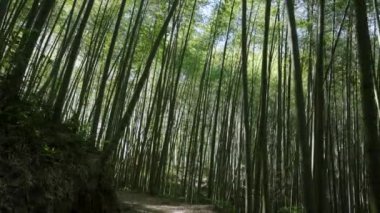 Bambu ormanında yürüyorum. Eski günlük kaydı izi, Tayvan.