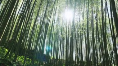 Bambu ormanında yürüyorum. Eski günlük kaydı izi, Tayvan.