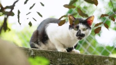 Bahçede oynayan sevimli genç kedi.