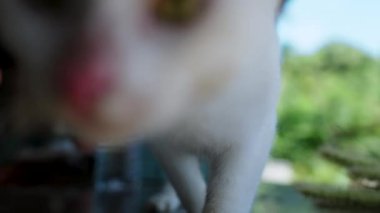 Bahçede oynayan sevimli genç kedi.