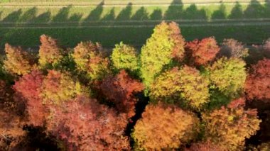 Tayvan 'daki Kel Cypress' in parktaki hava görüntüsü.