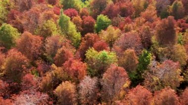 Tayvan 'daki Kel Cypress' in parktaki hava görüntüsü.