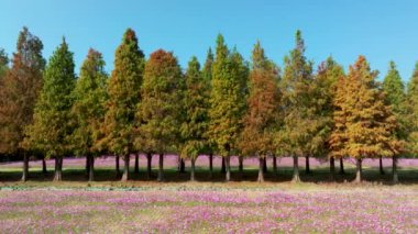 Tayvan 'daki Kel Cypress' in parktaki hava görüntüsü.