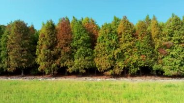 Tayvan 'daki Kel Cypress' in parktaki hava görüntüsü.