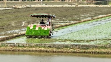 Traktörün Sel Tarlası Pirinç Tarlası Hava Görüntüsü