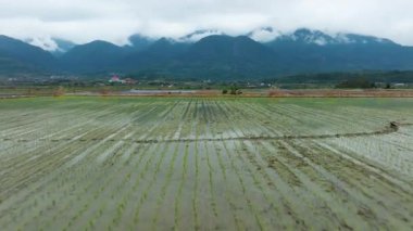 Pirinç tarlalarını süren bahar manzarası