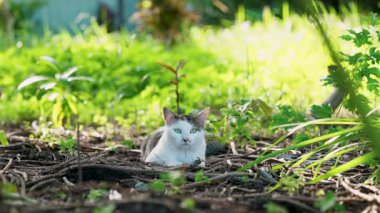 Genç tekir kedi kameraya bakıyor ve çimlere uzanıyor.