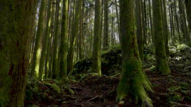 Alishan Dağı, Tayvan 'daki yeşil ormandan geçen yürüyüş izleri..