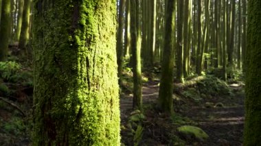 Alishan Dağı, Tayvan 'daki yeşil ormandan geçen yürüyüş izleri..